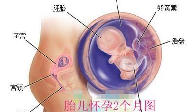 怀孕2个月胎儿图