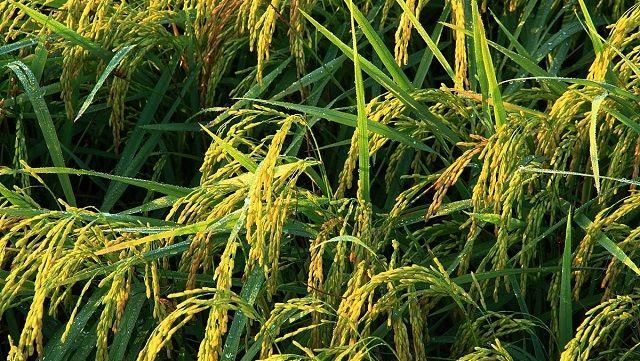稻谷-农作物