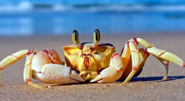 哺乳期吃螃蟹注意事项