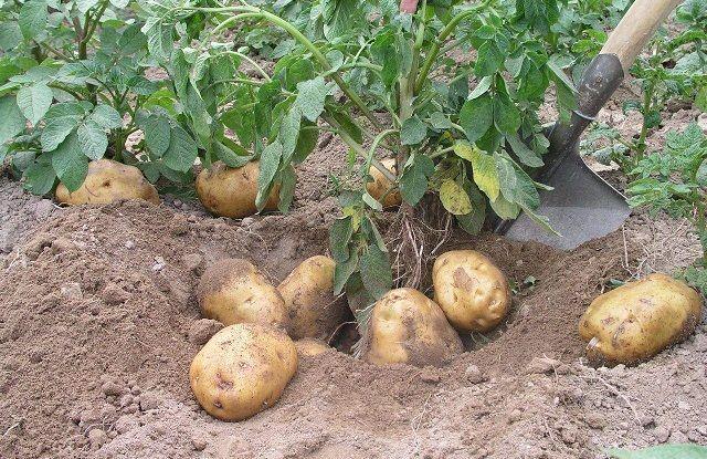 土豆-农作物