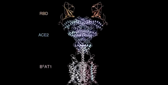 男性睾丸的基因结构图