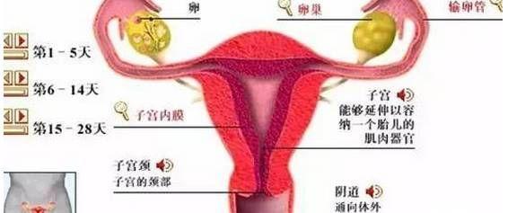 养护子宫内膜的方法