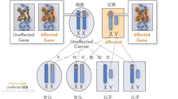 蚕豆病是X连锁遗传