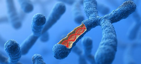 染色体与基因的关系