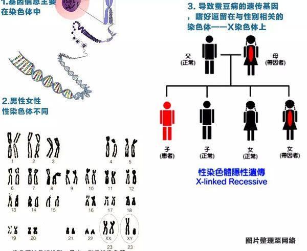 蚕豆病遗传规律