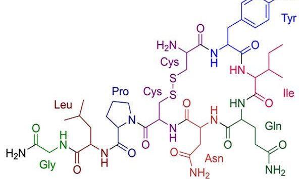催产素的作用不仅仅是催产