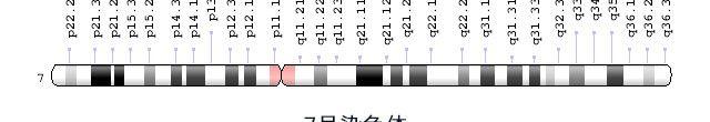 7号染色体图表