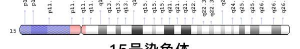 15号染色体图表