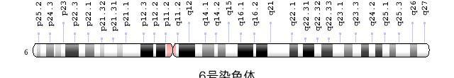 6号染色体图