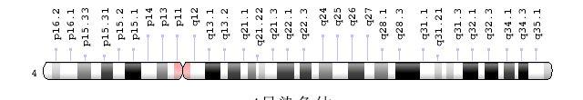 4号染色体图表