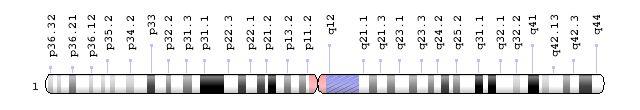 1号染色体图