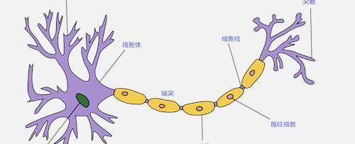 神经纤维瘤病Ⅰ型