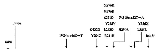 苯丙酮尿症基因突变位点分布图