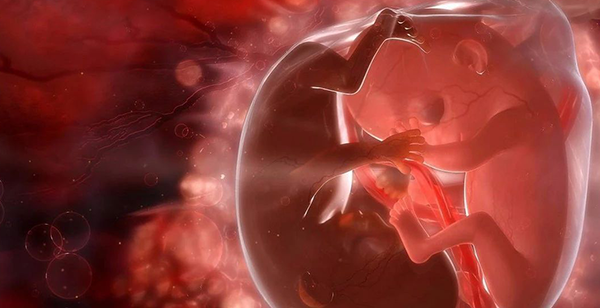 胎儿怎么发育出性别