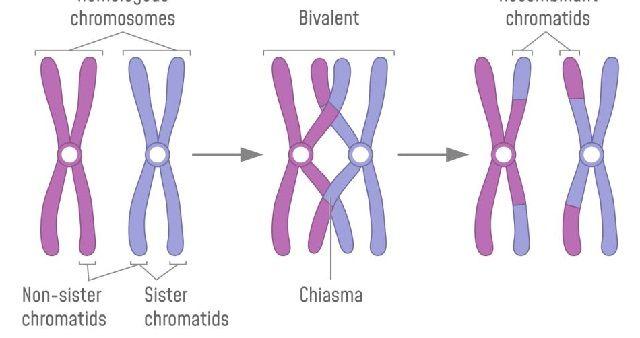 染色体遗传规律