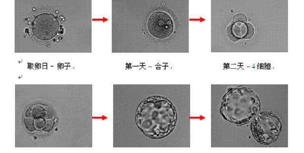 胚胎培养图