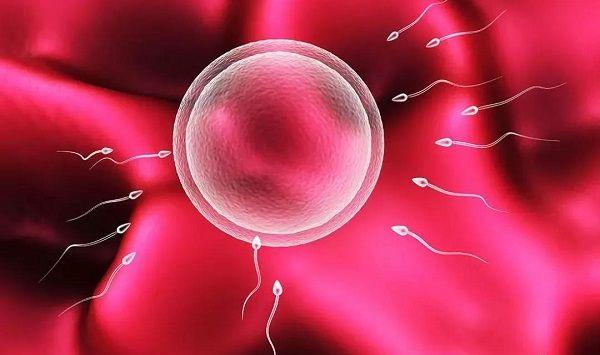 多囊卵巢会抑制卵子发育成熟