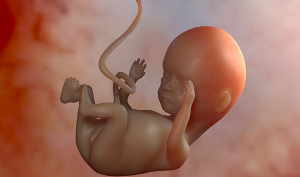 胎儿的发育受多种因素影响