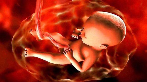 胚胎发育成胎儿的时间