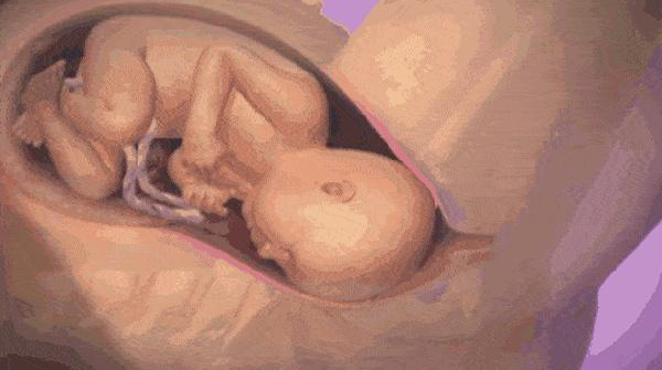 胎儿在肚子里准备发动