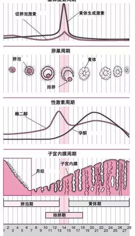 性激素六项与卵巢功能之间的关系