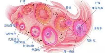 卵巢结构示意图