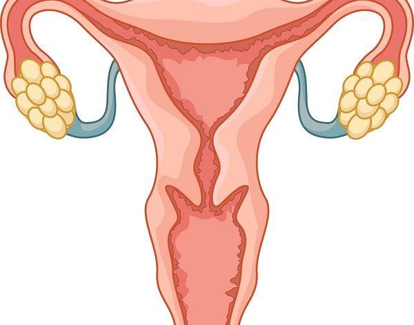 宫腔结构图