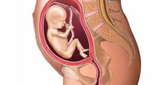 甘胆酸偏高对胎儿有危害吗