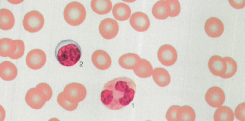 血常规红细胞偏低易造成危险