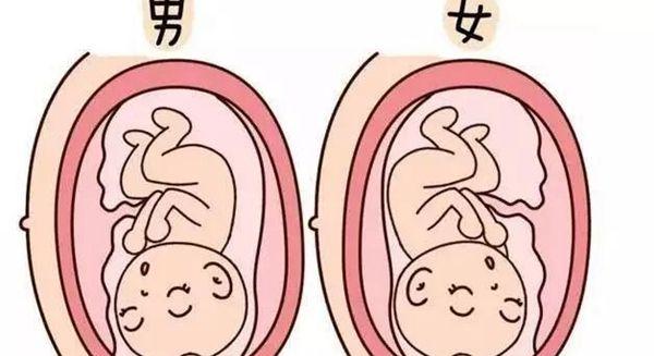 妈妈怀二胎文