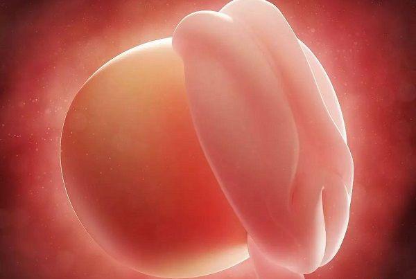 孕囊形成过程