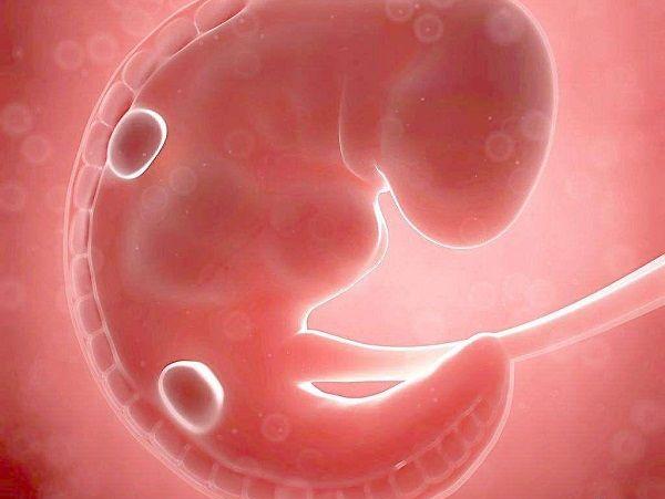 卵黄囊可以为胚胎提供营养