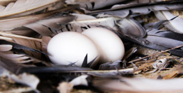 孕期能不能吃鸽子蛋