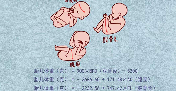 胎儿正常发育指标