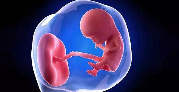 胎盘和胎儿