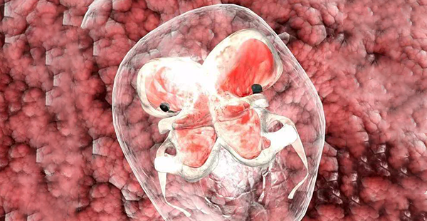 胚胎分裂发育