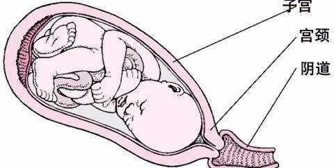 怀孕后的子宫结构示意图