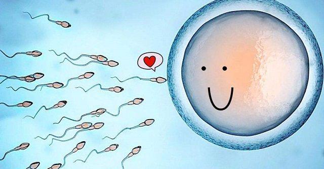 精子遇到卵子就会结合成受精卵