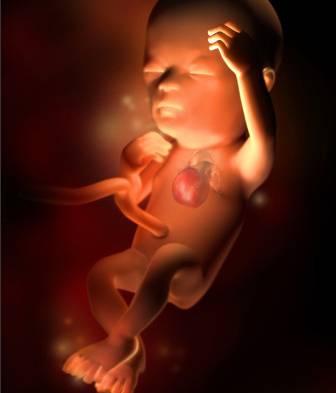 13周胎儿图片图片欣赏图片