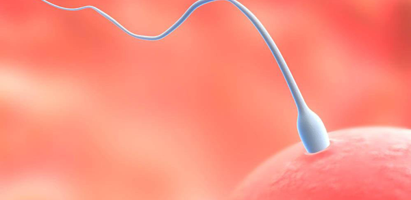 精子卵子将直接影响到试管婴儿成功率