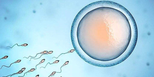 6ab囊胚质量是怎么样的