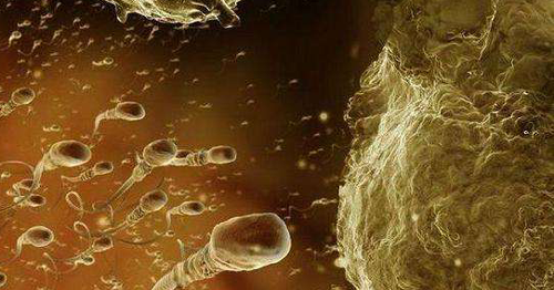 精子以及卵子在输卵管利可以带上72小时