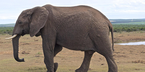 孕妇梦见大象有什么预兆