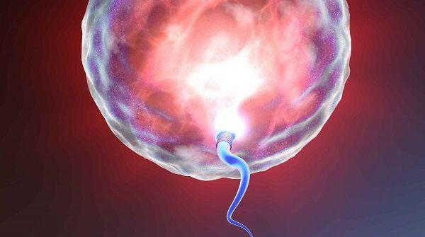卵母细胞受精时期
