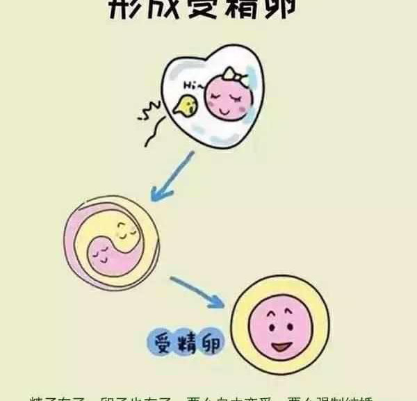 试管婴儿体外受精的过程