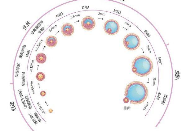过程的形态和功能变化,将其分为原始卵泡,生长卵泡和成熟卵泡三个阶段