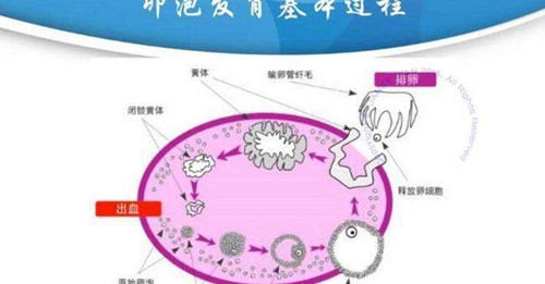 卵泡发育基本过程图