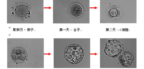 囊胚培养的过程