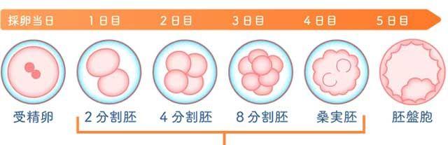 胚胎成长过程