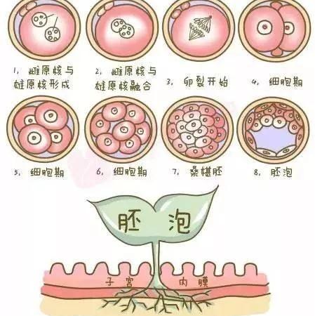 卵泡的发育过程示意图图片